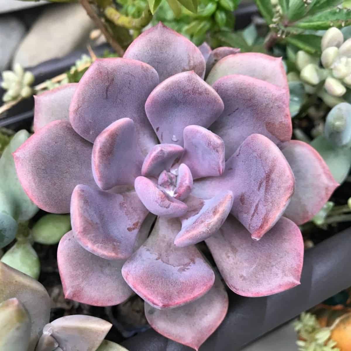 Graptoveria