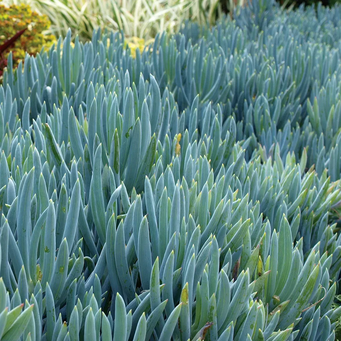 Blue Chalk Sticks