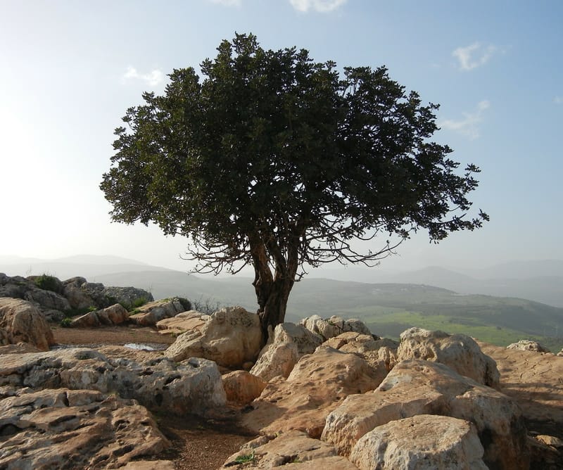 ארץ ישראל