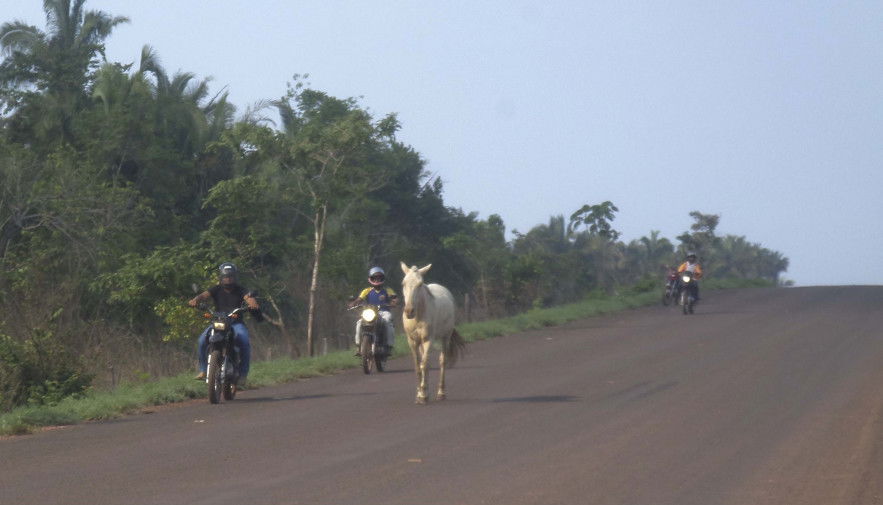 Animais na pista: Detran/TO orienta condutores sobre como proceder e evitar acidentes de trânsito nas vias públicas