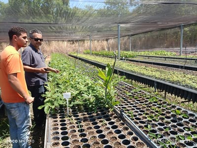 Dois Irmãos do Tocantins recebe mais de mil mudas de árvore para replantio em áreas degradas