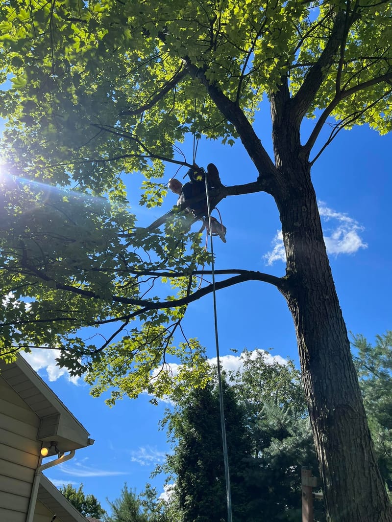 Tree Trimming