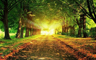 About sun morning Agricultural Company image