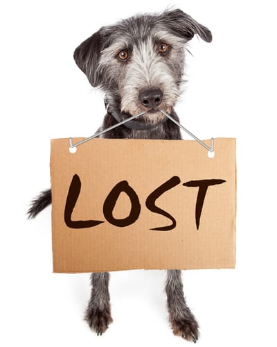 Visit PetCO LOVE LOST to find or report your lost pet image