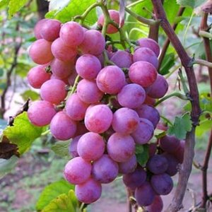 Grapes