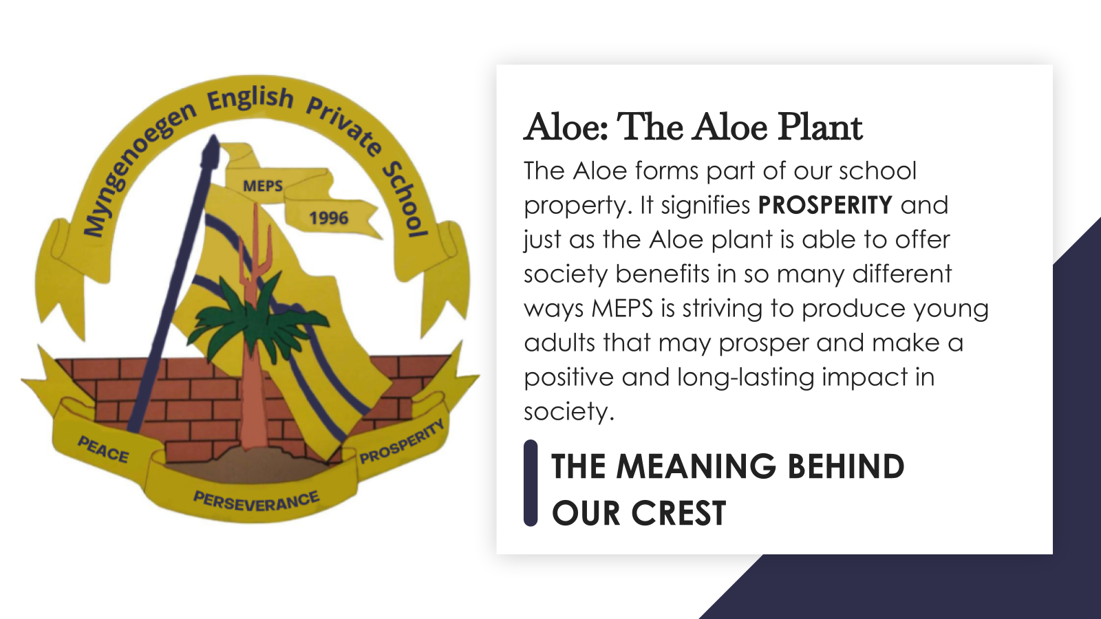 Aloe: The Aloe Plant