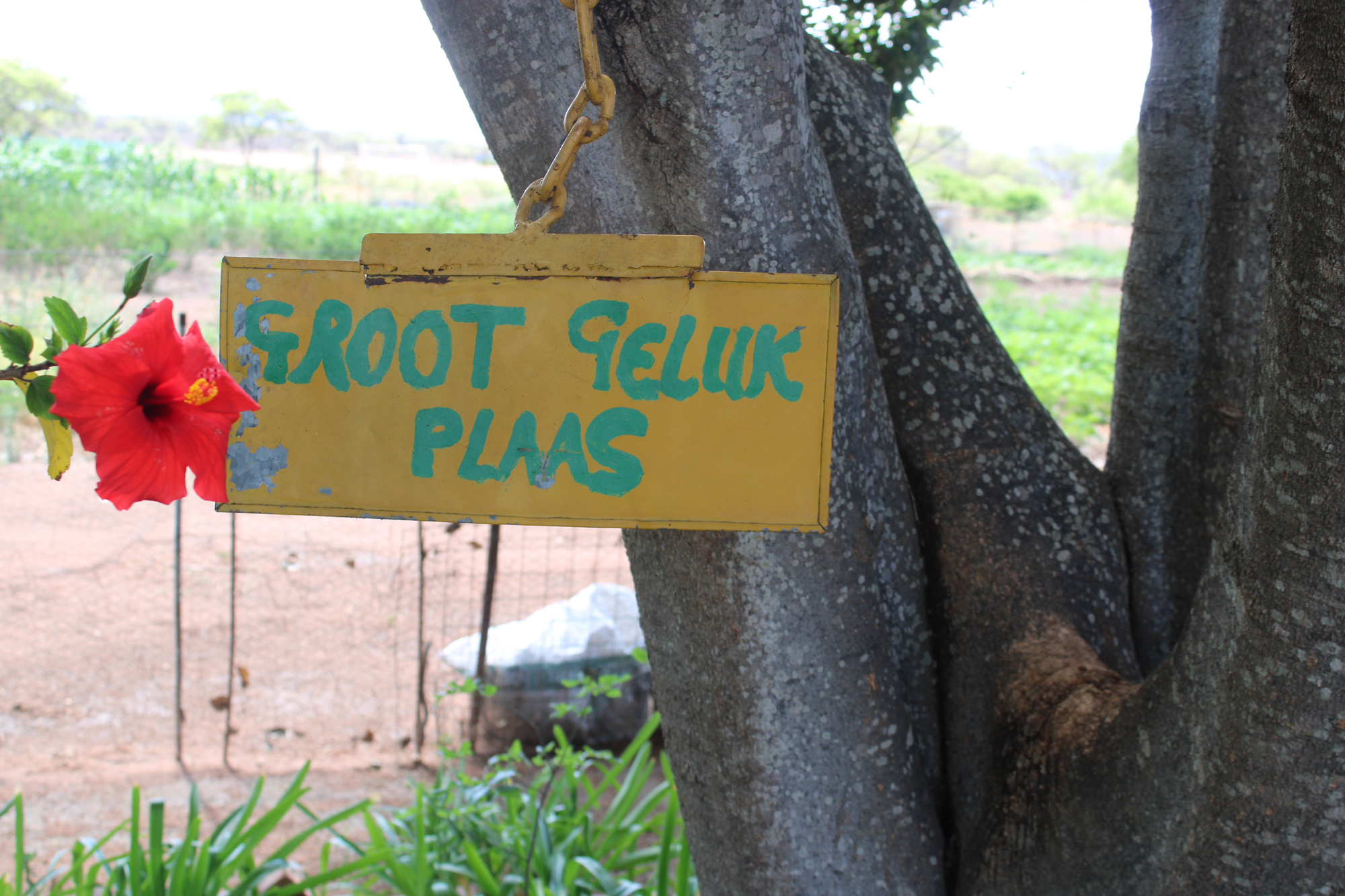 Groot Geluk Farm by Mary Scott