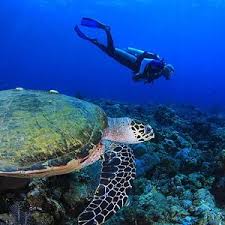 snorkeling