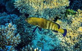 diving