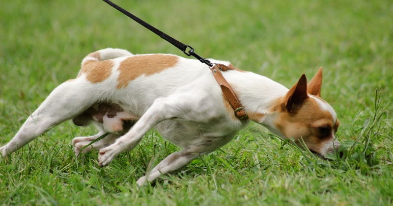 Il tire en laisse et les promenades sont un enfer?