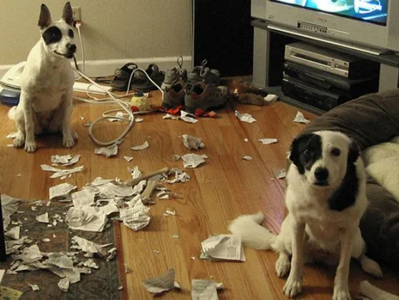 CATASTROPHE : QUAND VOUS RENTREZ DU BOULOT, IL A BOUFFÉ LA TÉLÉCOMMANDE, VOS CHAUSSURES OU LE CANAPÉ