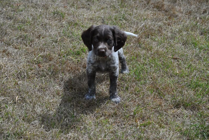 Vous attendez votre chiot ou venez de l'accueillir?