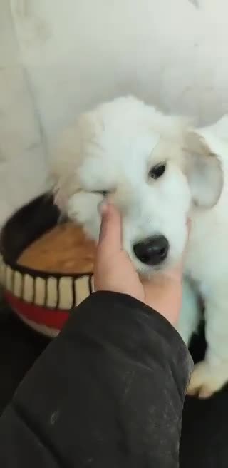 M A R I E K E  *** G E A D O P T E E R D ***