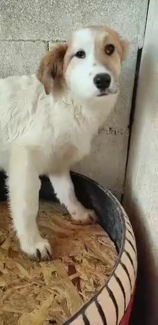 S O P H I E K E  *** G E A D O P T E E R D ***