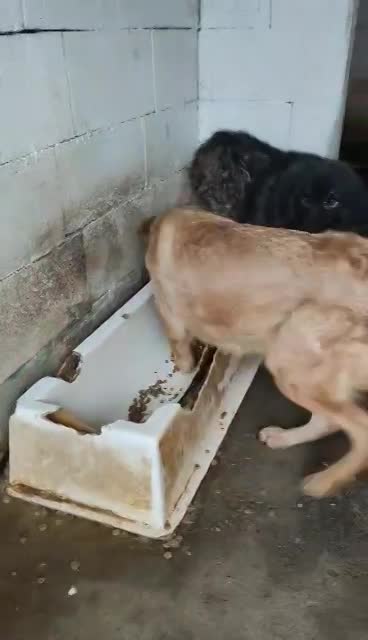 🐾✨ Ontmoet T A R A – jouw toekomstige heldin én maatje ✨🐾