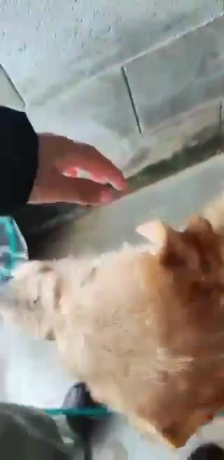 B A L O U   *** GEADOPTEERD IN UK  ***