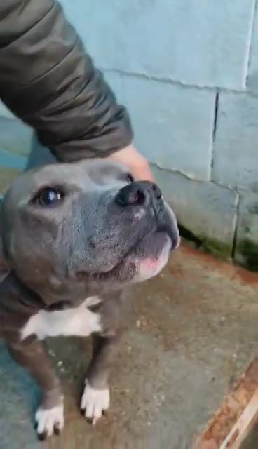 H E R A     ****   G E A D O P T E E R D   ****