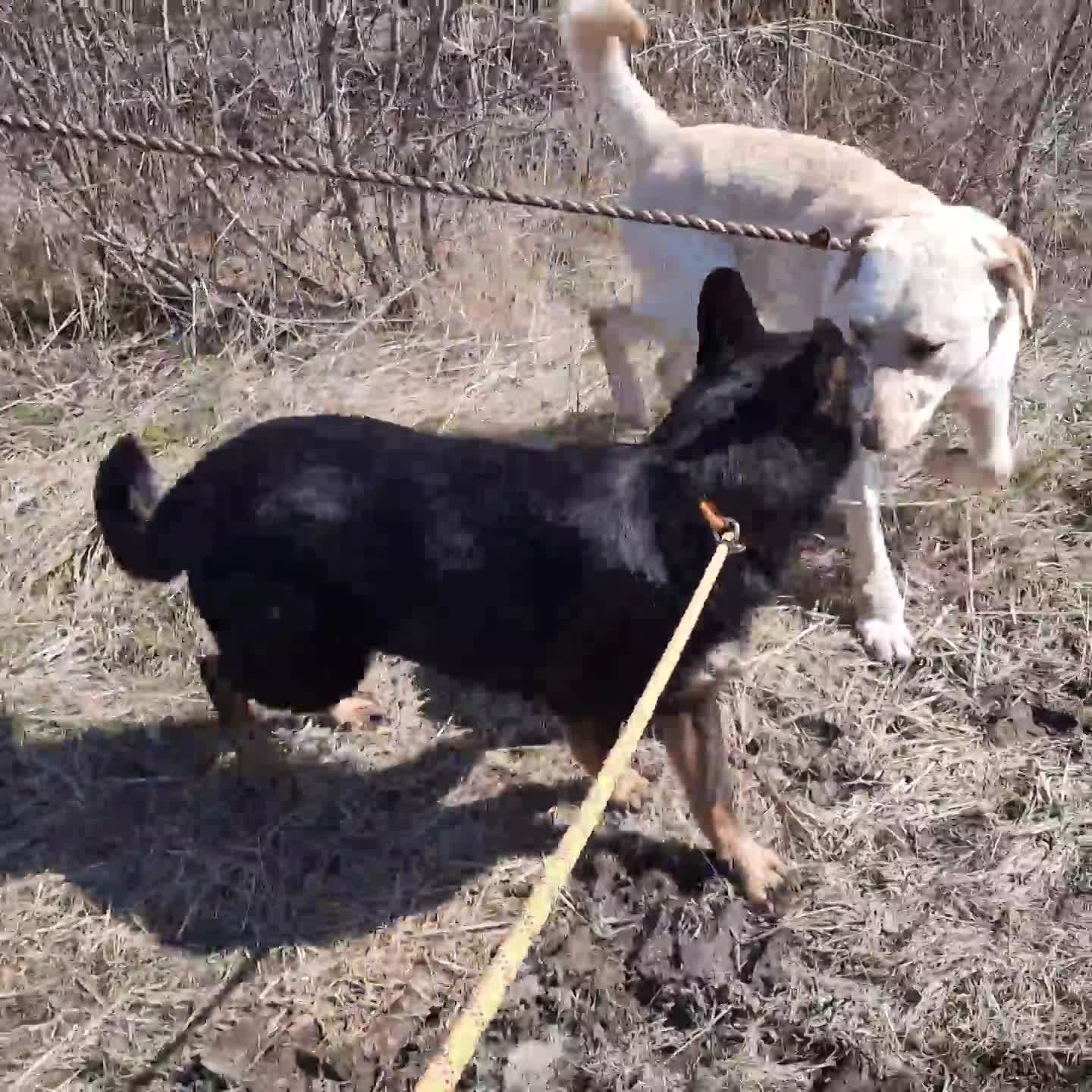 🐾✨ Ontmoet Leon – onze leeuw met een hart van goud -  Al 3 jaar in de shelter… hij verdient zijn gouden mandje nu! ✨🐾