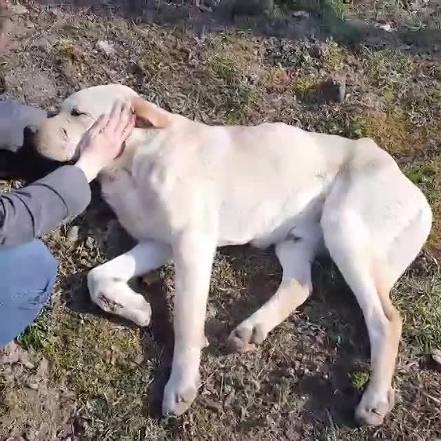 🐾✨ Ontmoet Leon – onze leeuw met een hart van goud -  Al 3 jaar in de shelter… hij verdient zijn gouden mandje nu! ✨🐾