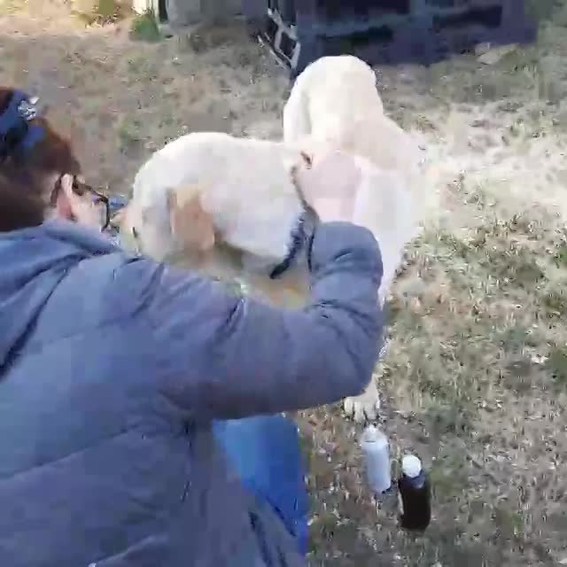 🐾✨ Ontmoet Leon – onze leeuw met een hart van goud -  Al 3 jaar in de shelter… hij verdient zijn gouden mandje nu! ✨🐾