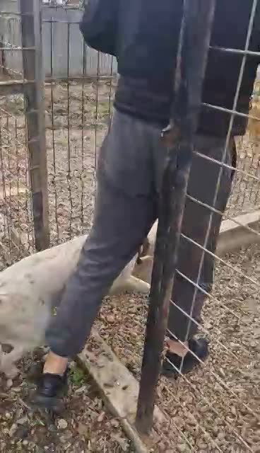 E V I T A   🙏🙏DRINGEND EEN THUISJE VOOR LIEF EEFJE (EVITA) 🙏🙏 