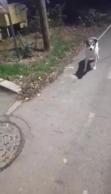 B A R T L E Y    (B A R T J E)    ***   G E A D O P T E E R D   ***