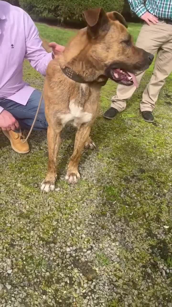 R O L L Y   ***   G E A D O P T E E R D  ***