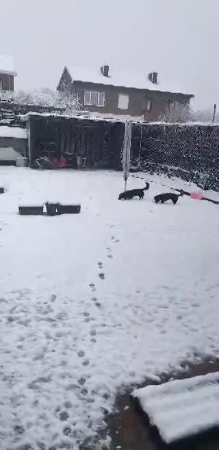 Molly & Cooper *** A L L E B E I   G E A D O P T E E R D ***