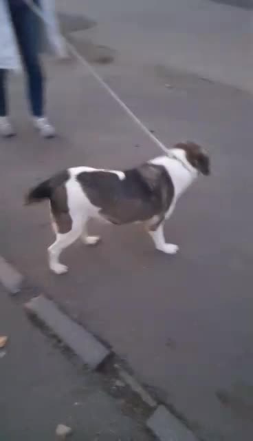 B R I A N N A   ***  GEADOPTEERD  ***