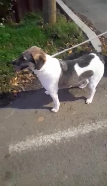 B R I A N N A   ***  GEADOPTEERD  ***