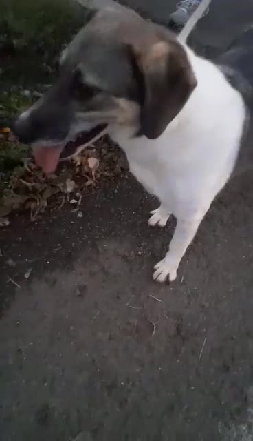 B R I A N N A   ***  GEADOPTEERD  ***