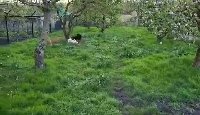  *** GEADOPTEERD *** 🐾💛 Maak kennis met Buddy in Nederland – een lieve ziel op zoek naar zijn Forever Home 💛🐾