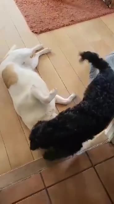  *** GEADOPTEERD *** 🐾💛 Maak kennis met Buddy in Nederland – een lieve ziel op zoek naar zijn Forever Home 💛🐾