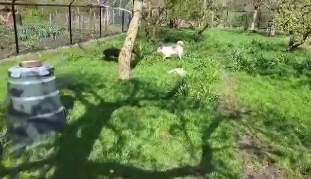  *** GEADOPTEERD *** 🐾💛 Maak kennis met Buddy in Nederland – een lieve ziel op zoek naar zijn Forever Home 💛🐾