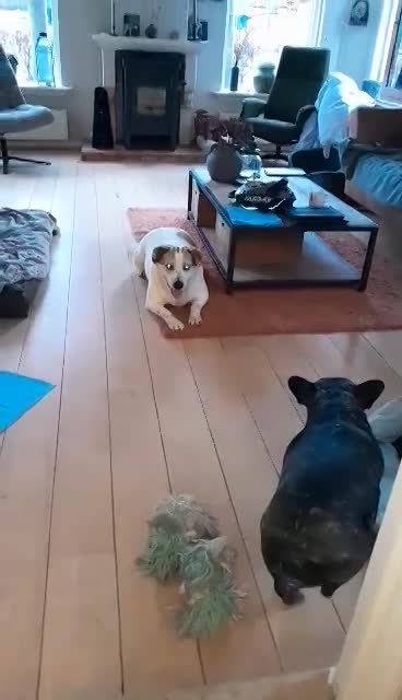  *** GEADOPTEERD *** 🐾💛 Maak kennis met Buddy in Nederland – een lieve ziel op zoek naar zijn Forever Home 💛🐾