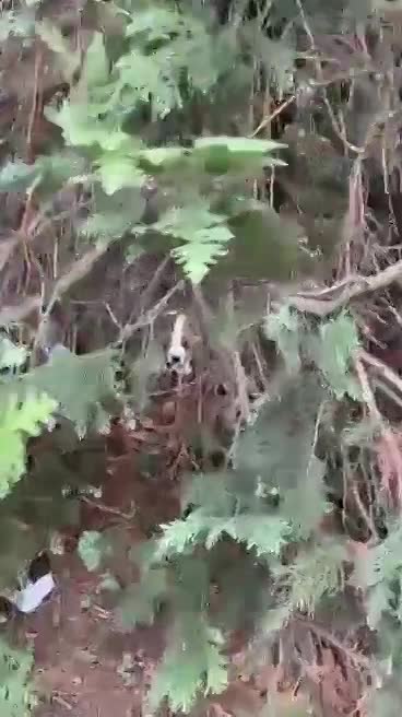 R U F U S    ******    G E A D O P T E E R D     ******