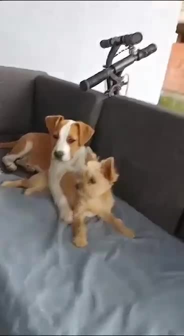 R U F U S    ******    G E A D O P T E E R D     ******