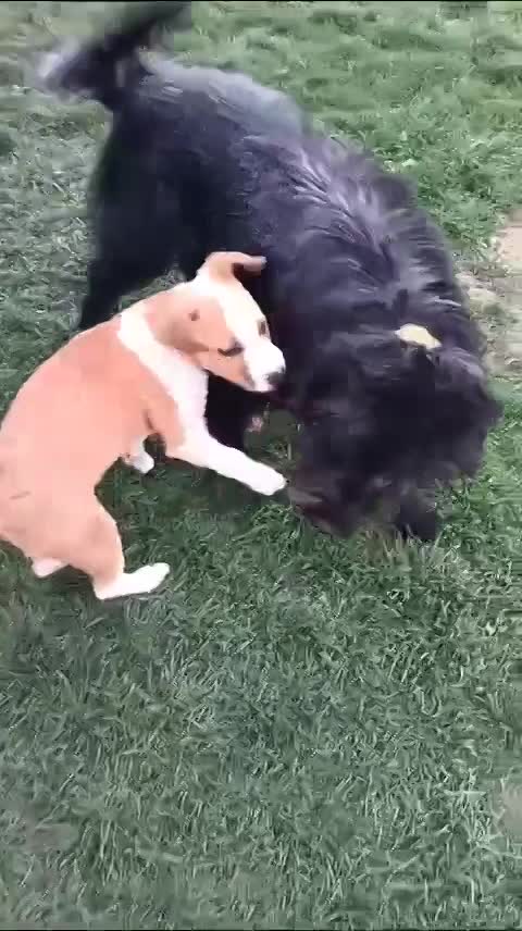 R U F U S    ******    G E A D O P T E E R D     ******