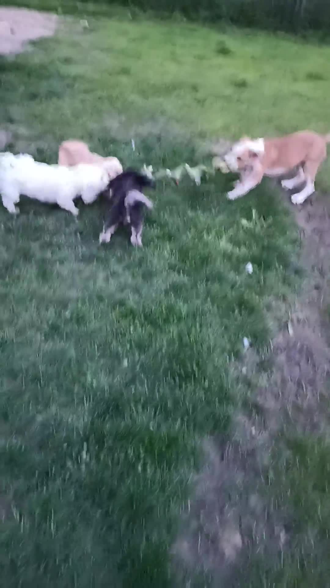 R U F U S    ******    G E A D O P T E E R D     ******