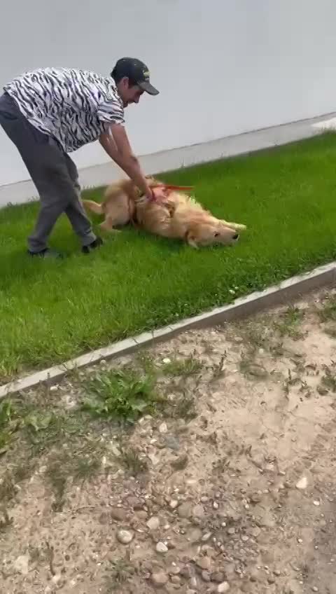 B A L O U   *** GEADOPTEERD IN UK  ***