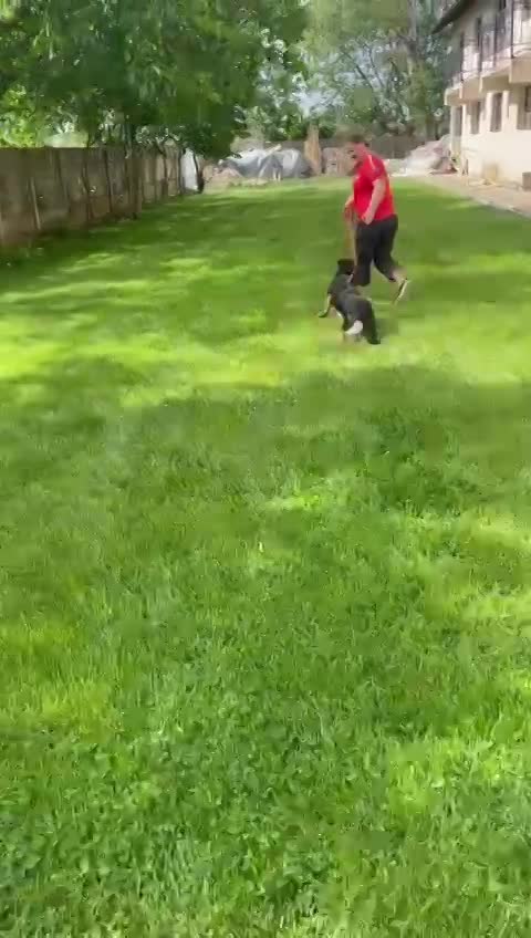 J E S S I E    ***   GEADOPTEERD  ***