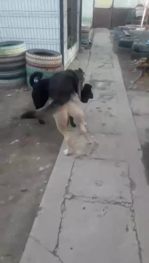 D O U G L A S  (ALIAS "DOOGIE")  *** GEADOPTEERD ***