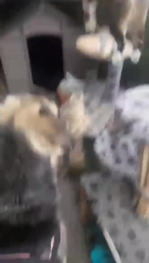 D O U G L A S  (ALIAS "DOOGIE")  *** GEADOPTEERD ***