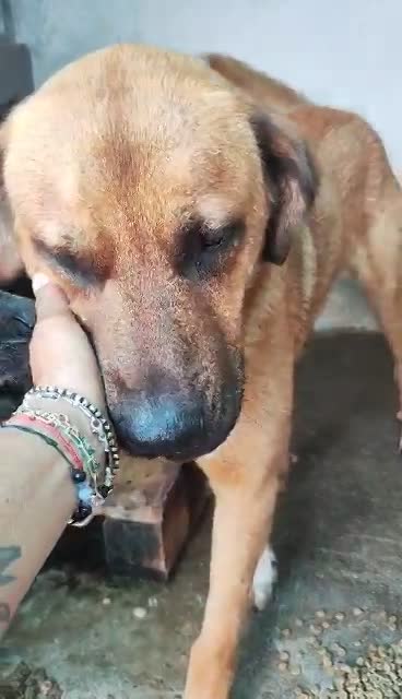 M I L O **** GEADOPTEERD ****