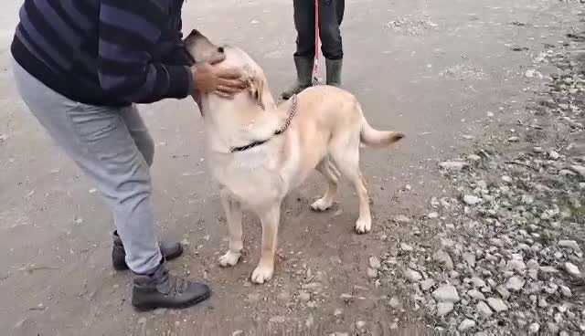 🐾✨ Ontmoet Leon – onze leeuw met een hart van goud -  Al 3 jaar in de shelter… hij verdient zijn gouden mandje nu! ✨🐾