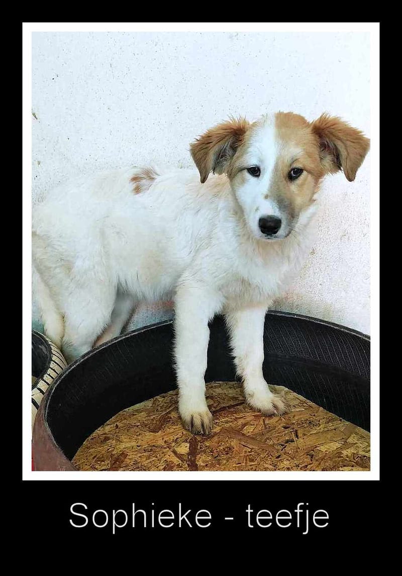 S O P H I E K E  *** G E A D O P T E E R D ***