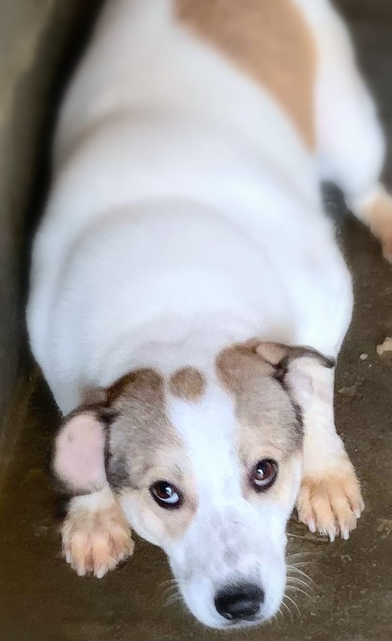  *** GEADOPTEERD *** 🐾💛 Maak kennis met Buddy in Nederland – een lieve ziel op zoek naar zijn Forever Home 💛🐾