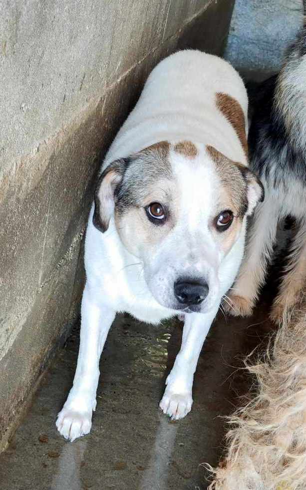  *** GEADOPTEERD *** 🐾💛 Maak kennis met Buddy in Nederland – een lieve ziel op zoek naar zijn Forever Home 💛🐾