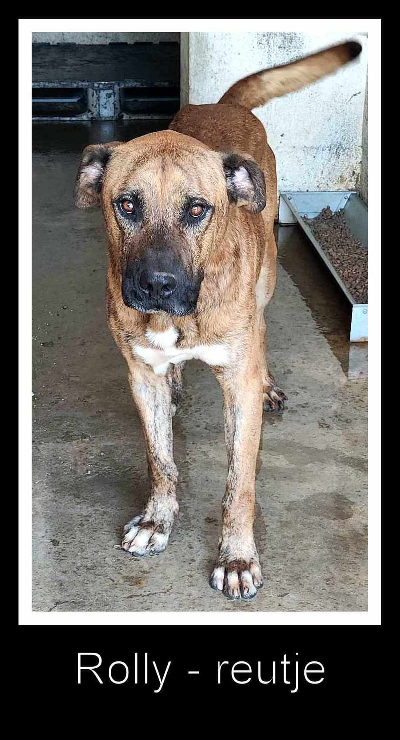 R O L L Y   ***   G E A D O P T E E R D  ***