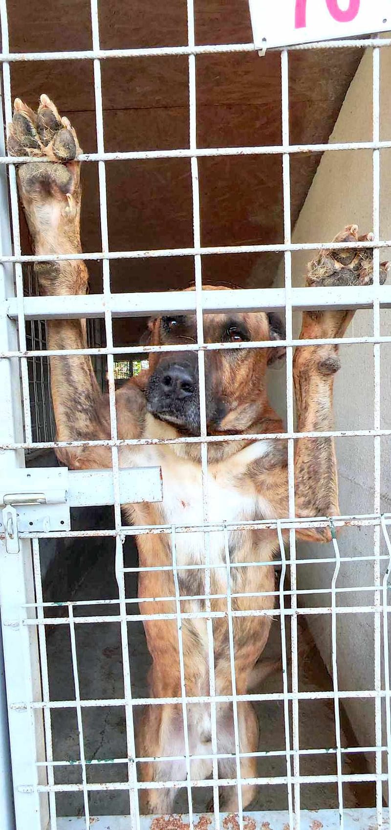 R O L L Y   ***   G E A D O P T E E R D  ***